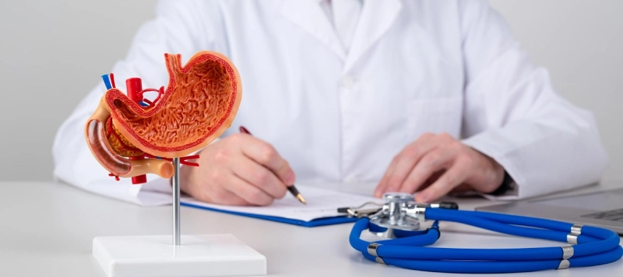 ilustração parte interna do estômago em consultório médico